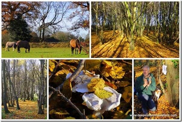 Heartwood Forest