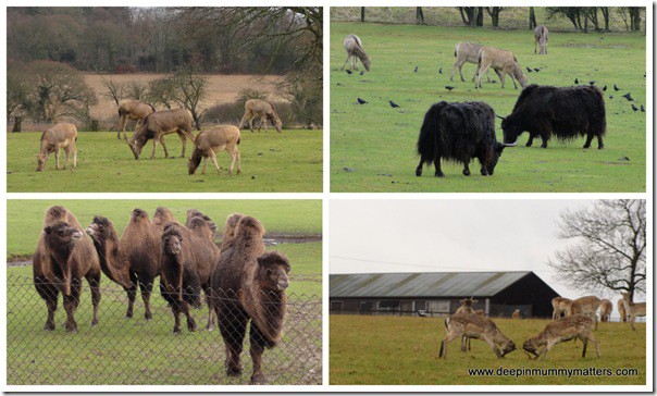 A family day out at ZSL Whipsnade Zoo 1