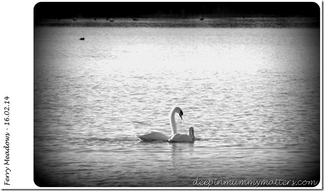 Ferry Meadows