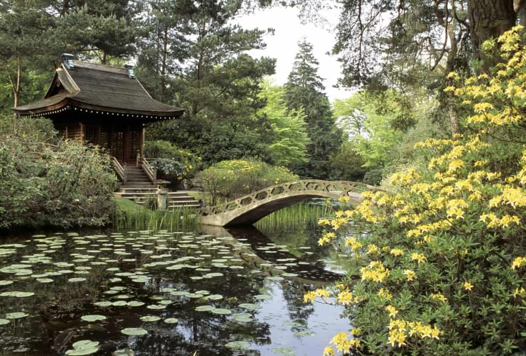 The Shinto Temple and Island seen with the Arched Bridge and full-bloomed Azaleas from across the water in the Japanese Garden at Tatton Park, Cheshire