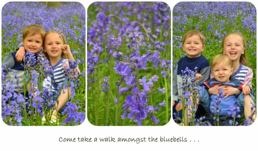 Bluebells