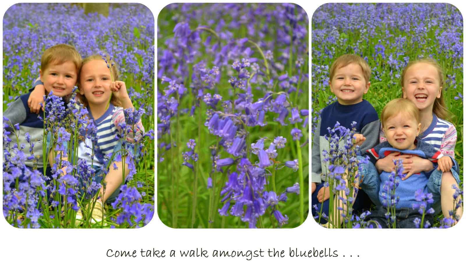 Bluebells