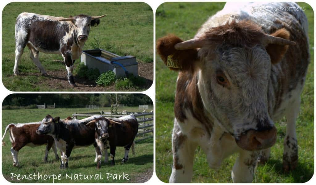 Pensthorpe