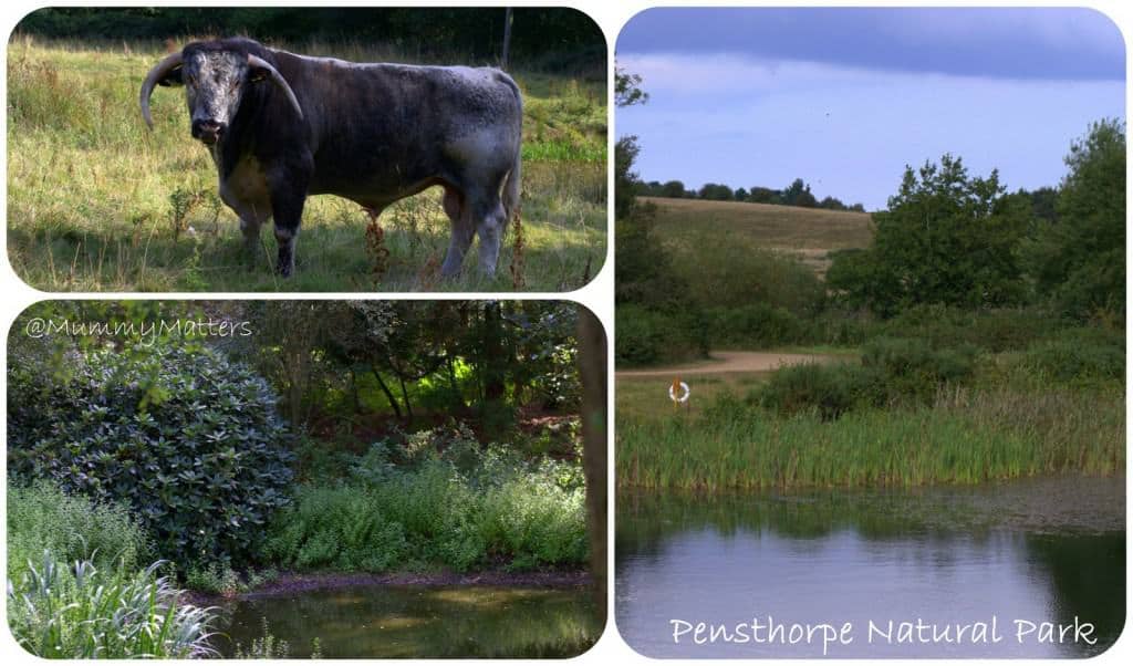 Pensthorpe