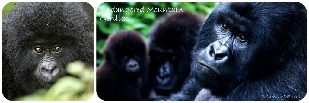 mountain gorilla