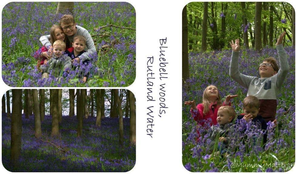 Bluebell Woods