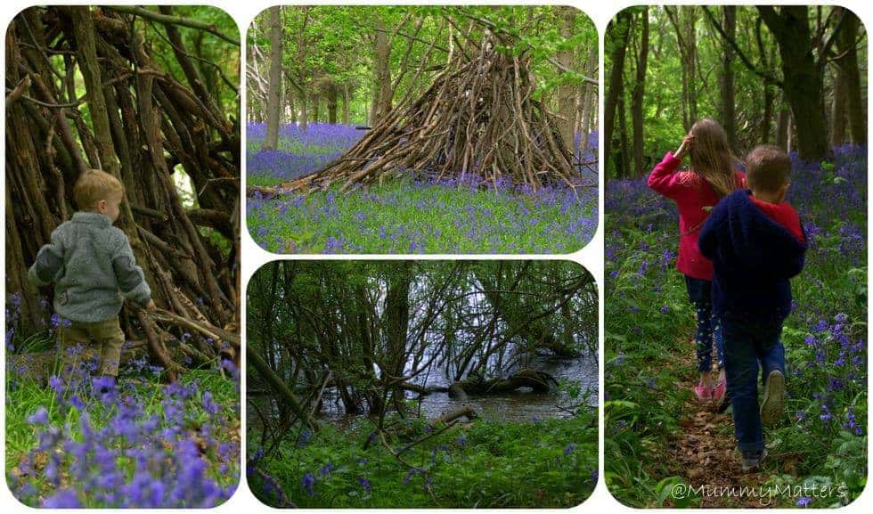 Bluebell Woods