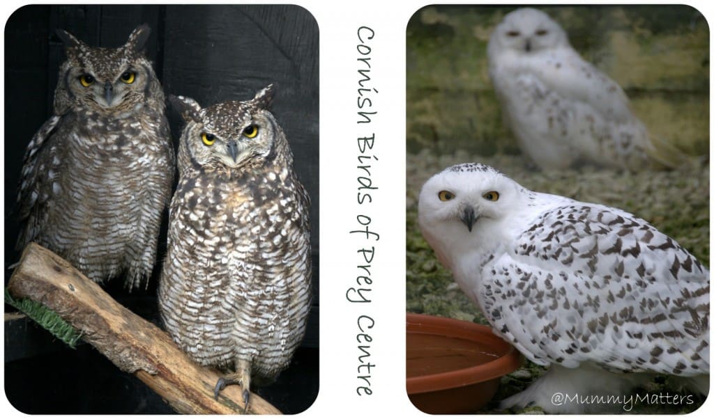 Birds of Prey - The Cornish Birds of Prey Centre