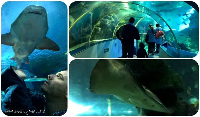 #AncientOceans Sea Life Birmingham