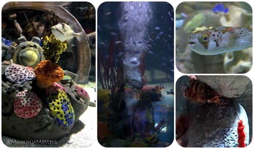 #AncientOceans Sea Life Birmingham