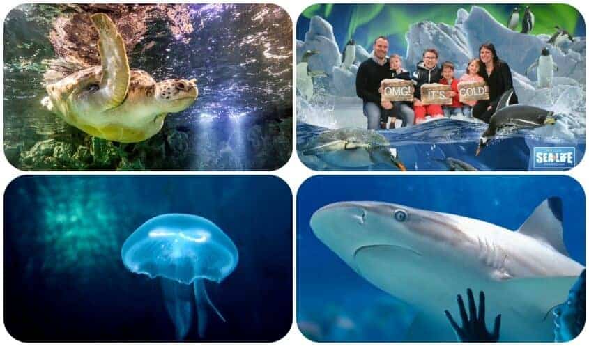 #AncientOceans Sea Life Birmingham