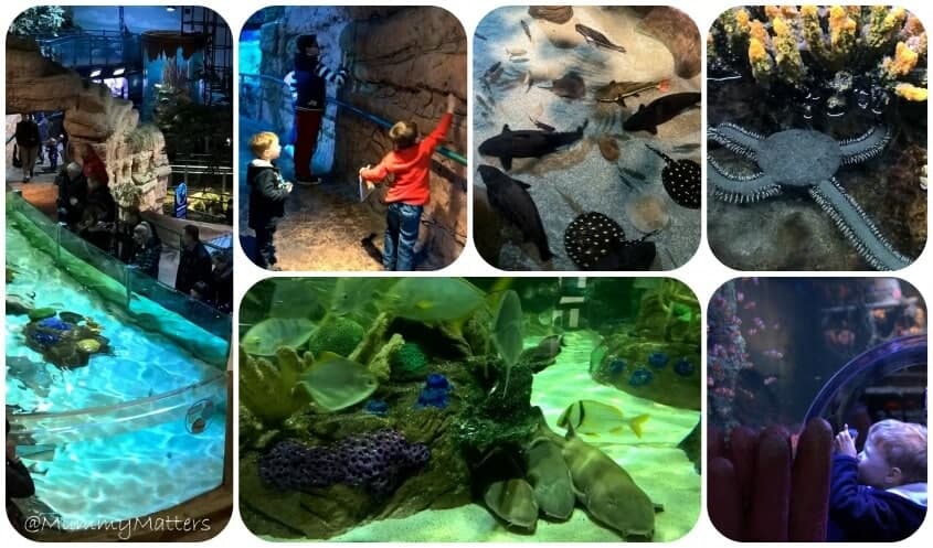 #AncientOceans Sea Life Birmingham