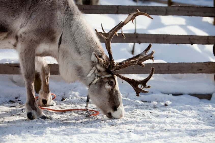 Lapland