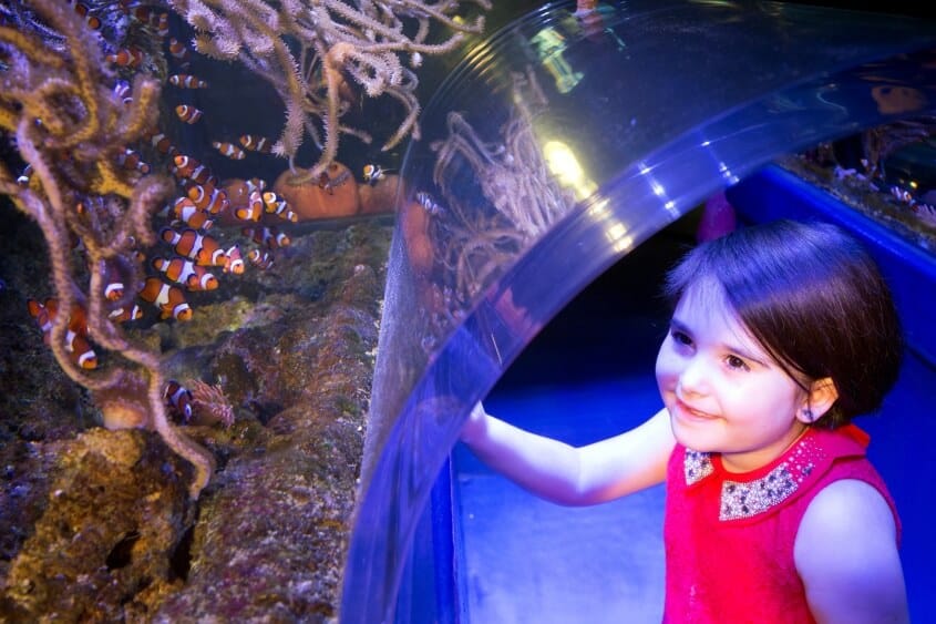 Clownfish Kingdom at The National Sea Life Centre Birmingham