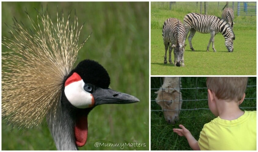 Hamerton Zoo