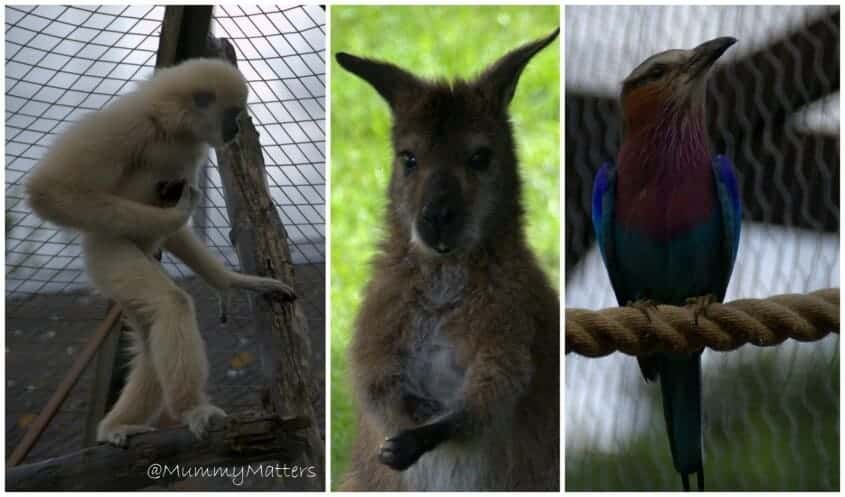 Hamerton Zoo