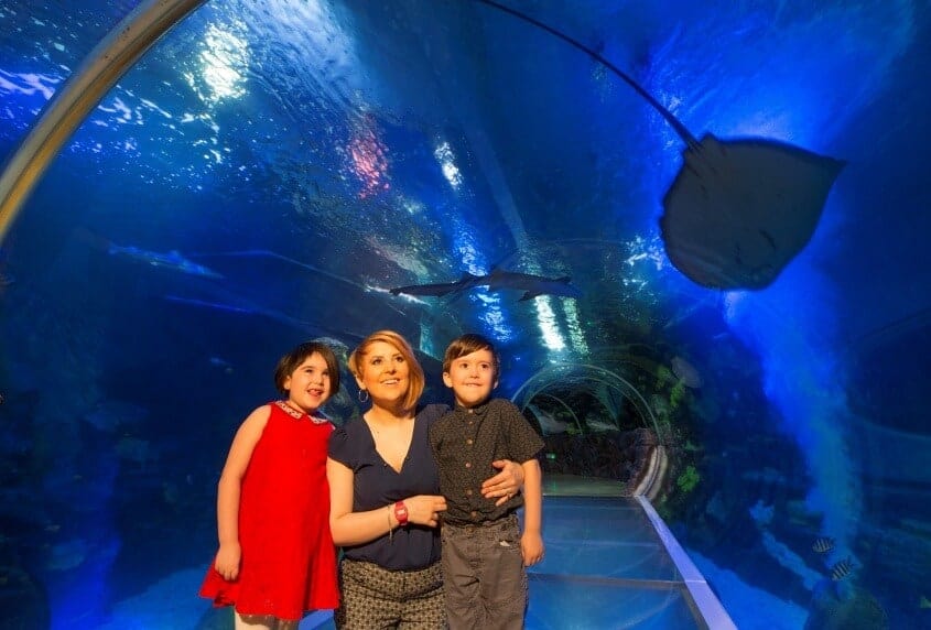 The UK's only 360 degree Ocean Tunnel at The National Sea Life Centre Birmingham resized