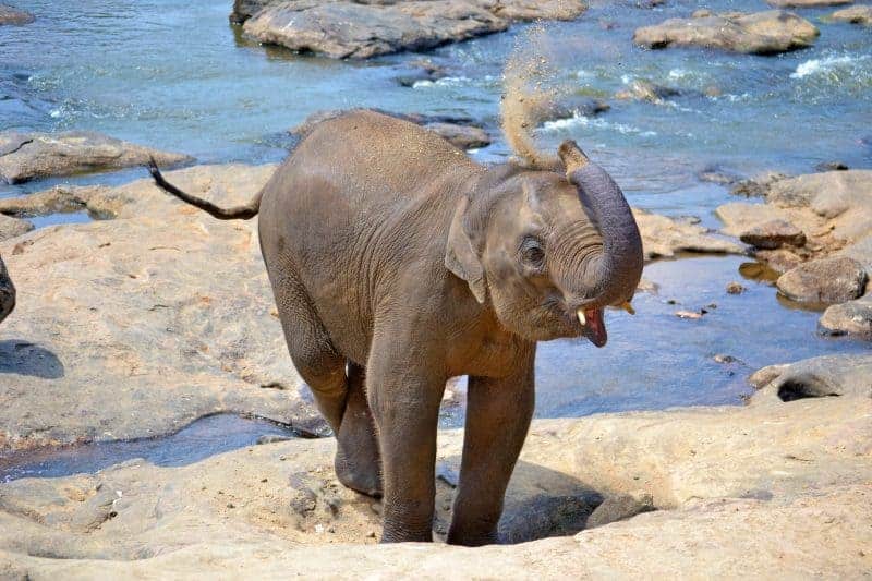 baby-elephant-267124