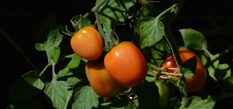 Indoor Garden