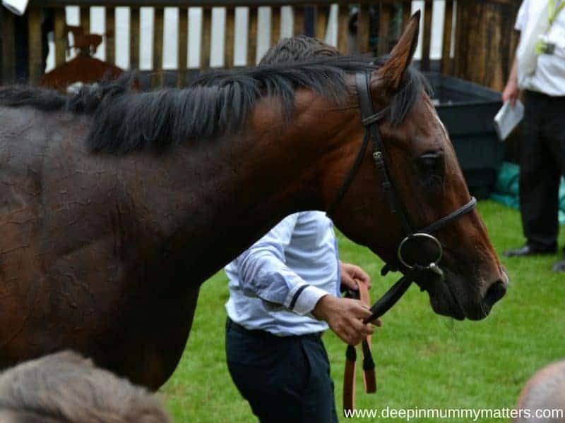 Newmarket Racecourse