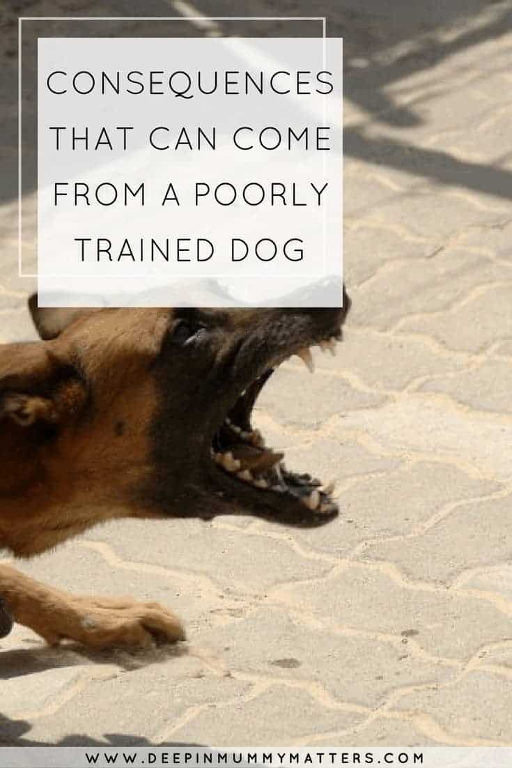 CONSEQUENCES THAT CAN COME FROM A POORLY TRAINED DOG