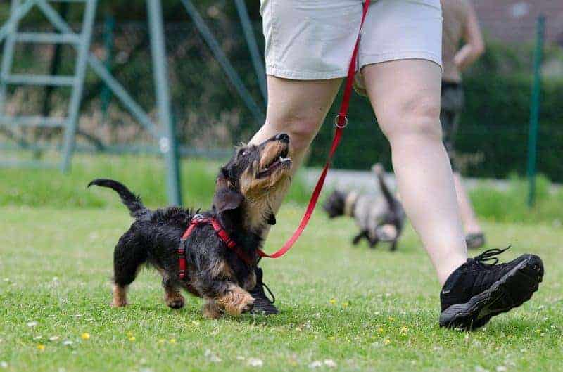 dog training