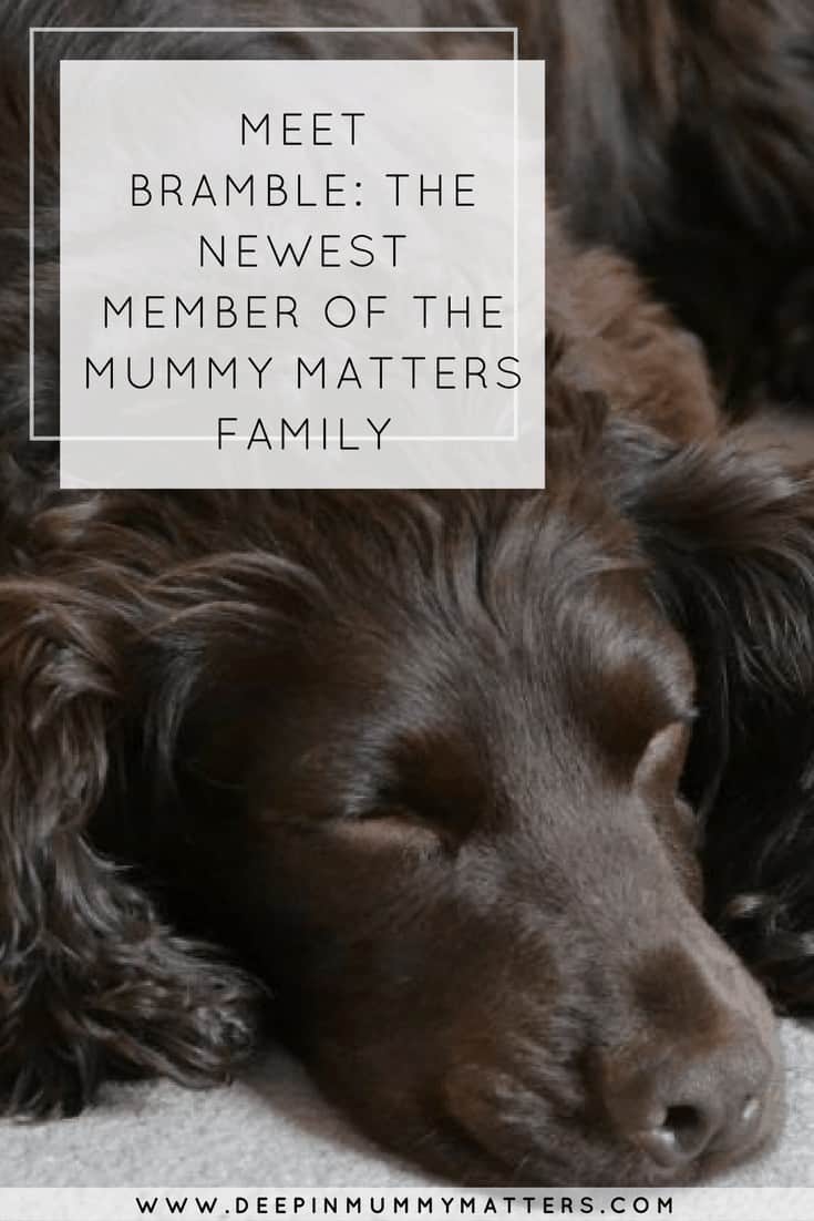 MEET BRAMBLE: THE NEWEST MEMBER OF THE MUMMY MATTERS FAMILY