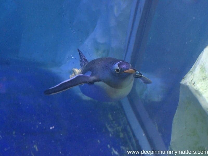 Attractions in London: Sea Life London Aquarium