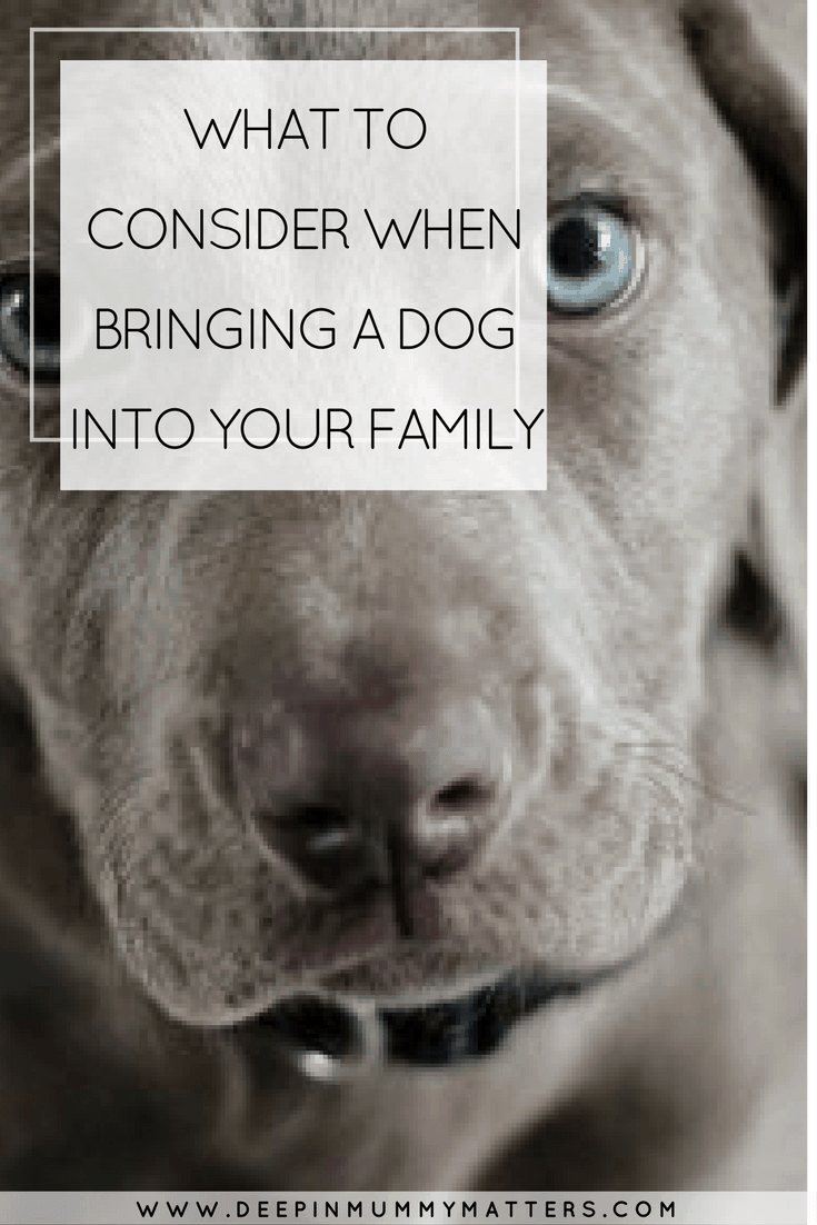 WHAT TO CONSIDER WHEN BRINGING A DOG INTO YOUR FAMILY