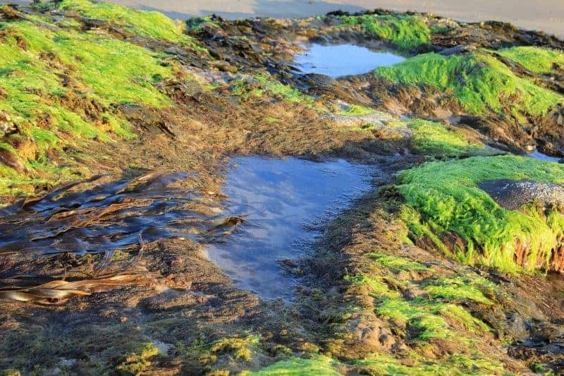 Rock pools