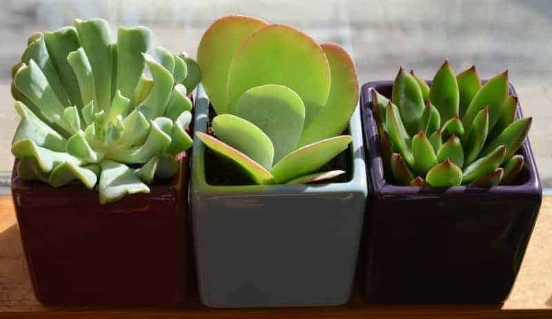 Succulent Trio