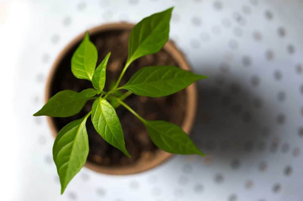 How To Get the Kids Interested in Gardening