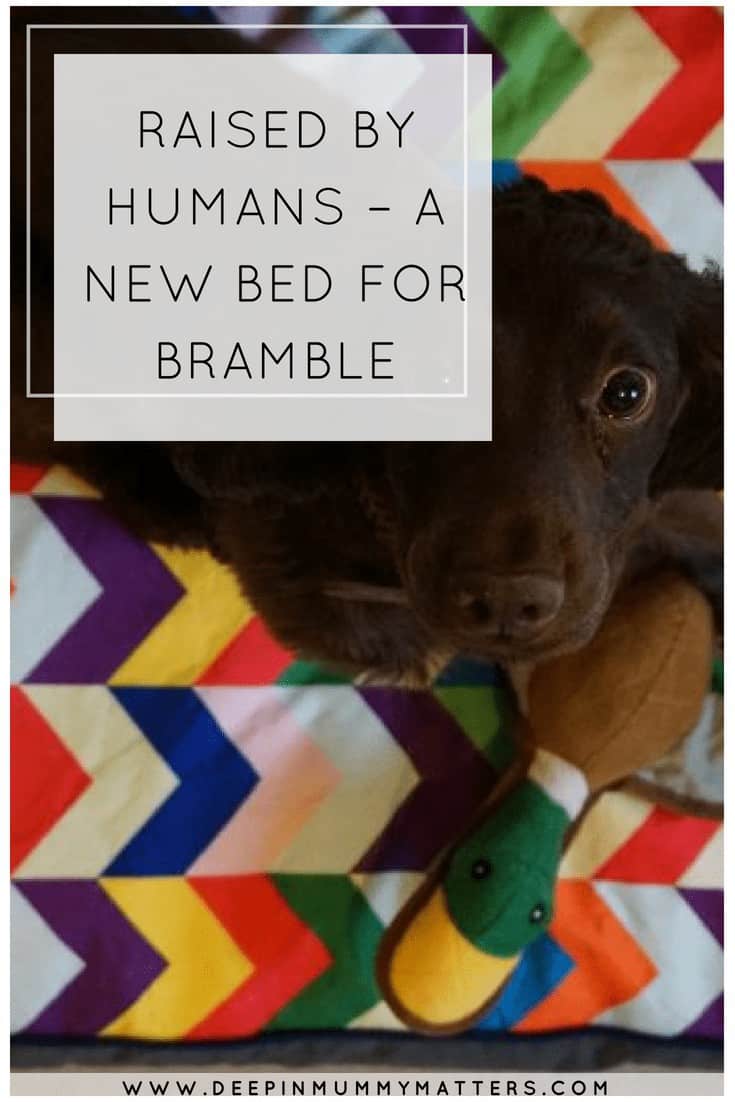 RAISED BY HUMANS – A NEW BED FOR BRAMBLE