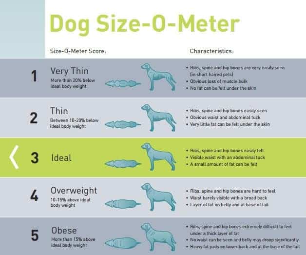 Dog size-o-meter