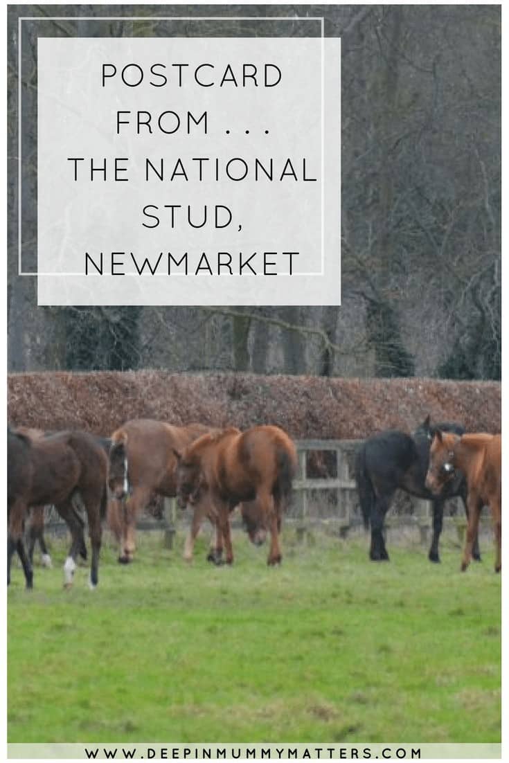 POSTCARD FROM . . . THE NATIONAL STUD, NEWMARKET