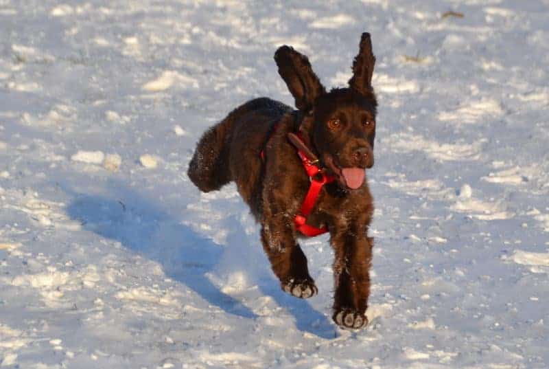 Snow Dog