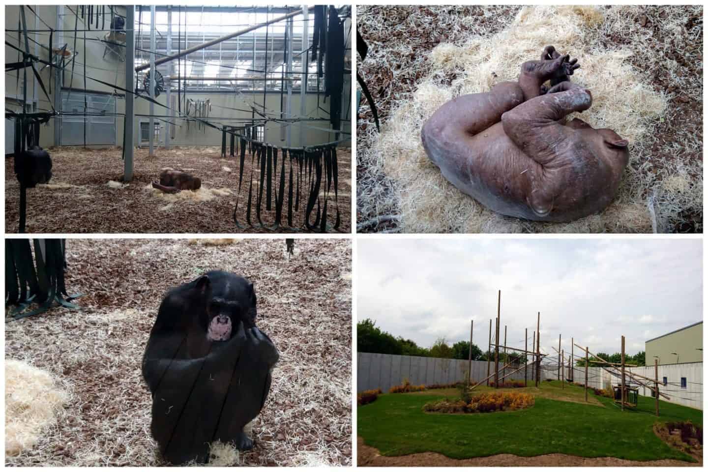 Twycross Zoo