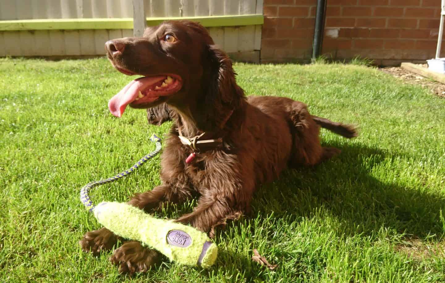 Cocker Spaniel