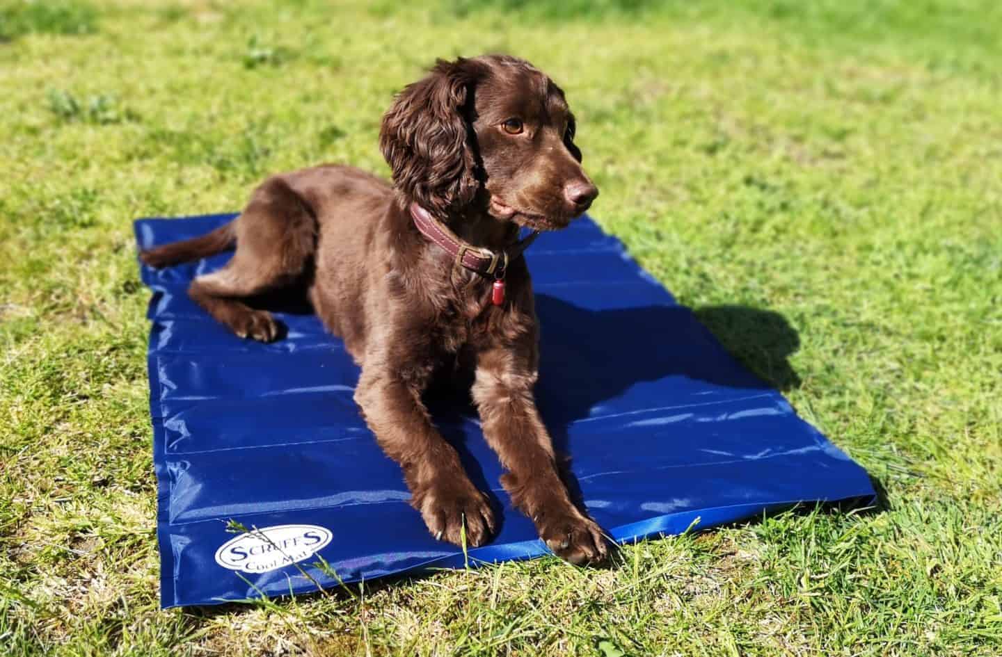 Scruffs self cooling clearance mat