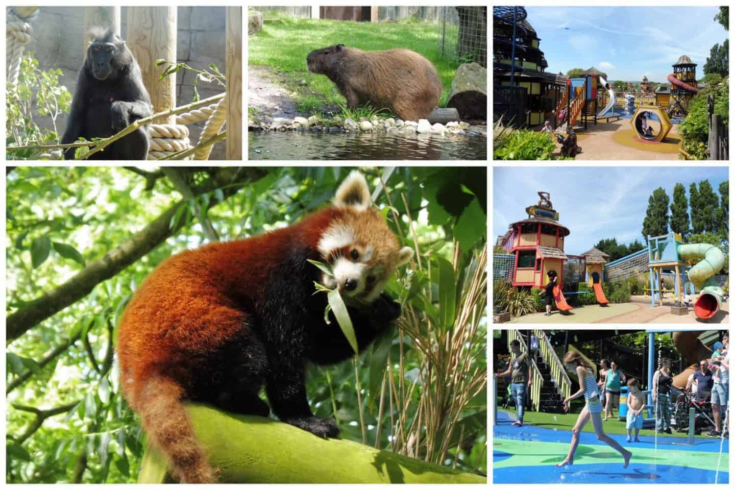 Drusillas Park Zoo