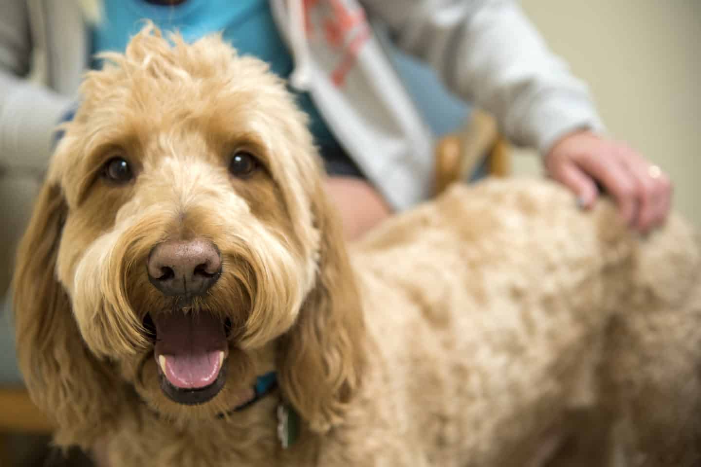 Dog at vets