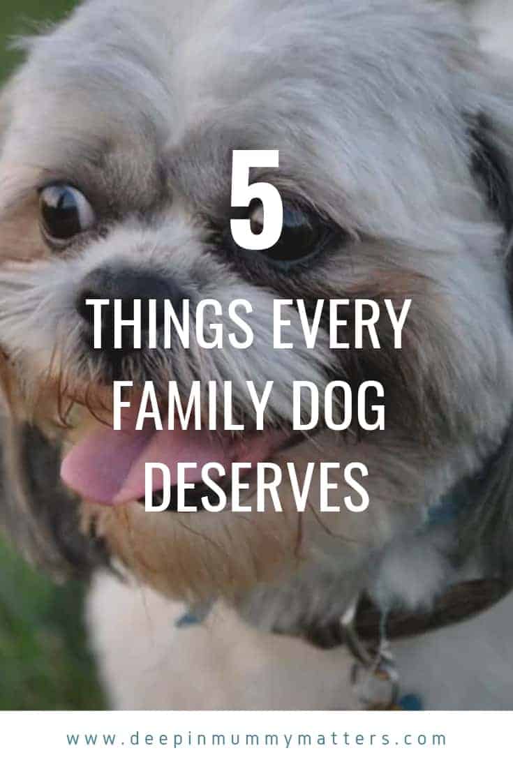 5 Things Every Family Dog Deserves 1