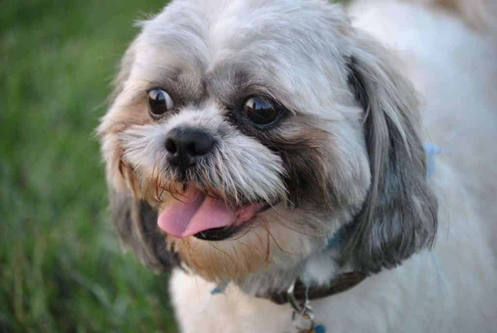 Shih Tzu