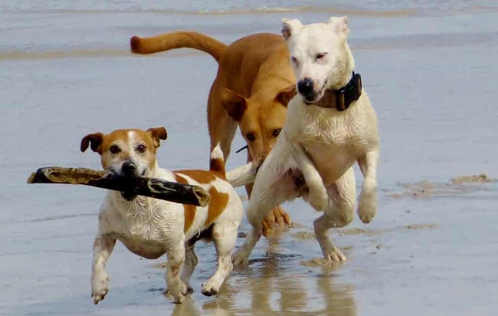 Dogs playing