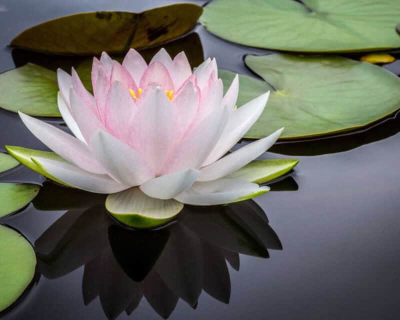 water garden