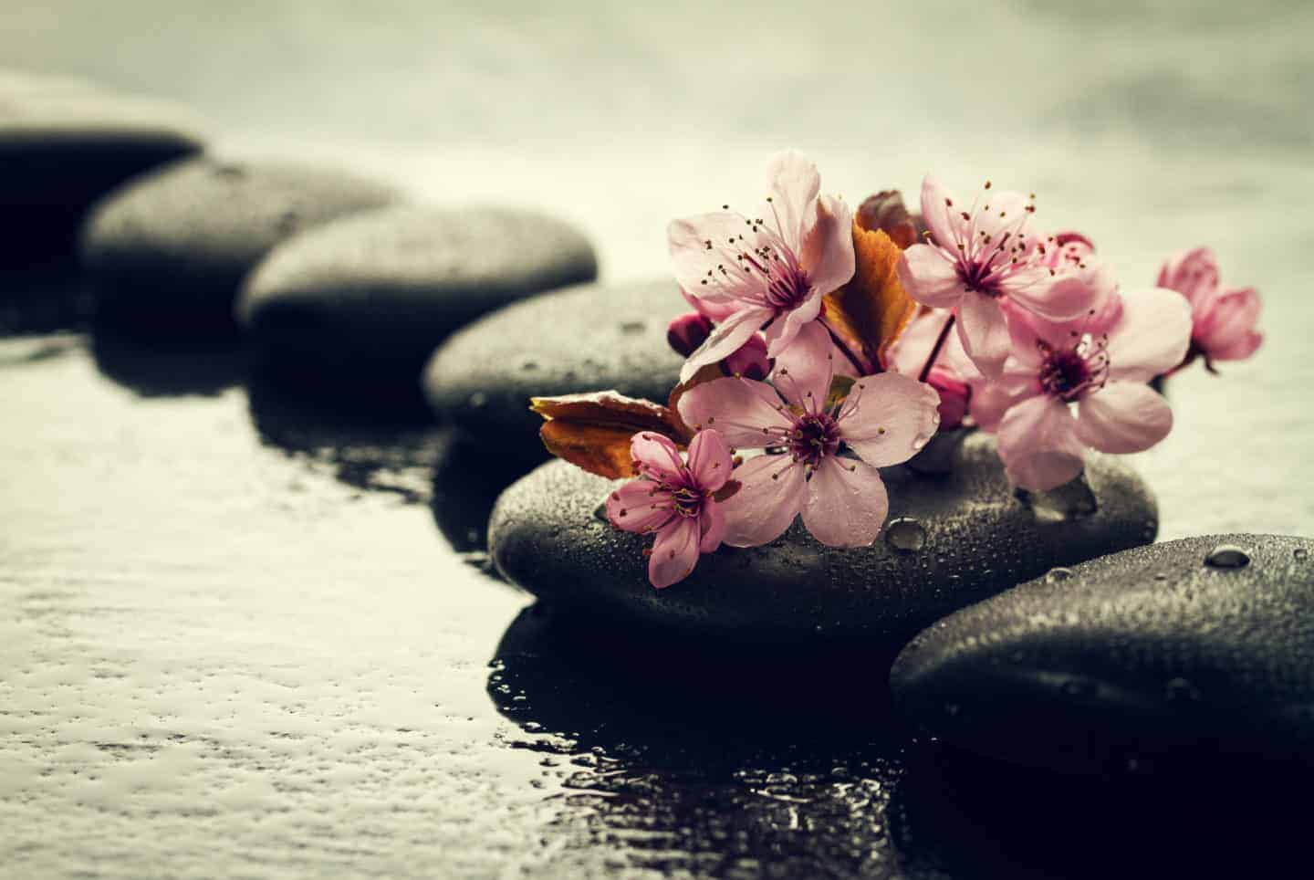 Beautiful pink Spa Flowers on Spa Hot Stones on Water