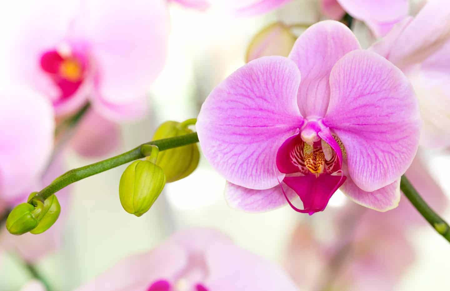 Purple phalaenopsis orchid flower