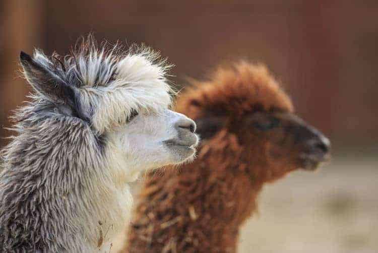 Valentine's Alpacas Afternoon Tea for Two