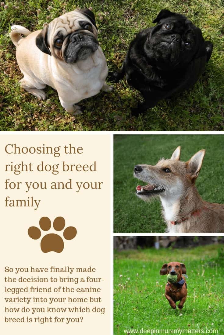 Choosing the right dog breed for you and your family