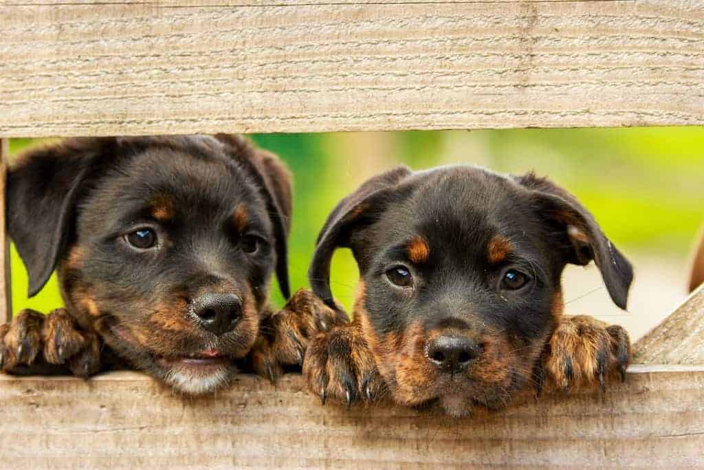 Cute puppies